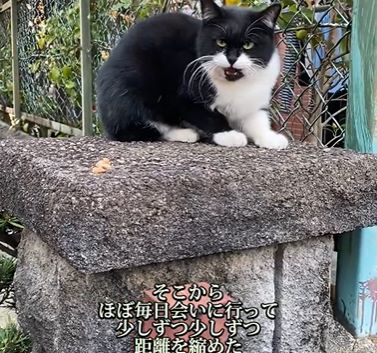 保護猫②