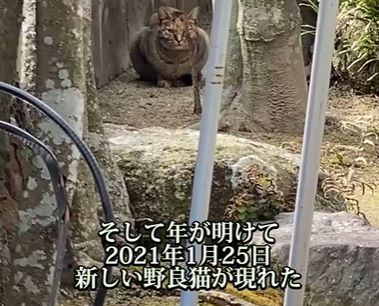 保護猫④