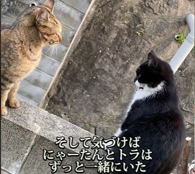 保護猫⑤