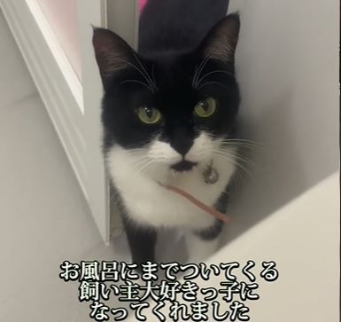 保護猫⑨