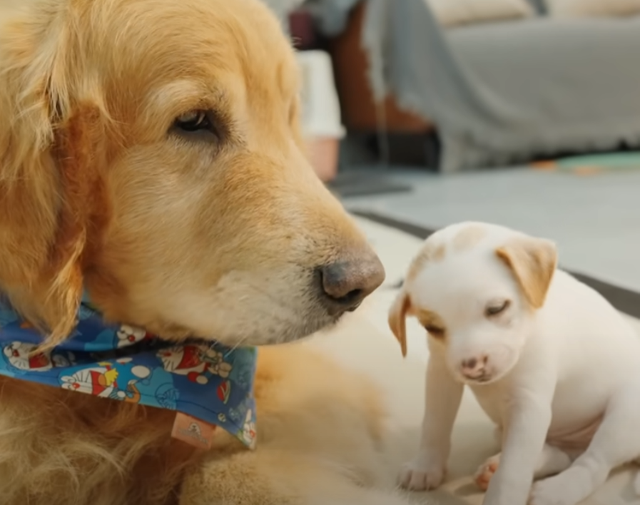 子犬を気に…より提供）