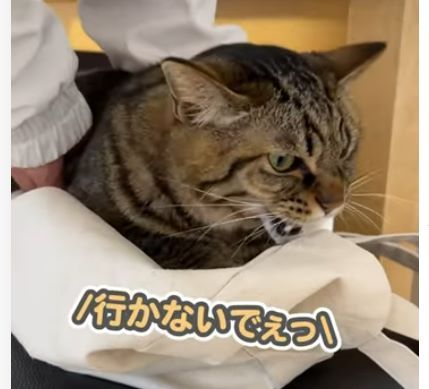 猫③