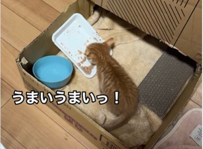 猫②