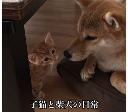 猫⑤