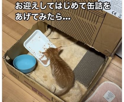 生後約1ヶ月の猫に、初めてご飯をあげると…衝撃の反応に「面白すぎる」「想像以上」