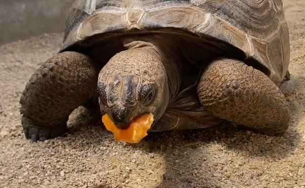 みかんを食…より提供）