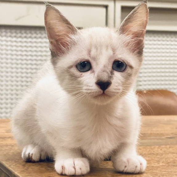 【これぞ、ぴえん顔】ねこちゃんが雷の音を聞くと…その後の姿に「初めて見た」「抱きしめたい」の声